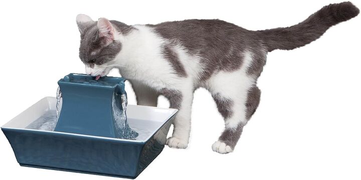 how to clean a pet water fountain