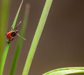 Ticks Can Get on Pets Using Static Electricity