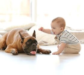 Owning a Dog May Protect Your Child From Food Allergies