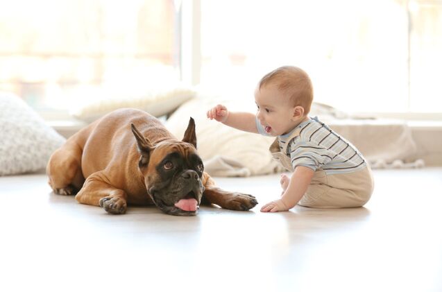 Owning a Dog May Protect Your Child From Food Allergies