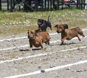 Beenie Von Weenie Crowned Fastest Wiener Dog in the West