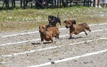 Beenie Von Weenie Crowned Fastest Wiener Dog in the West