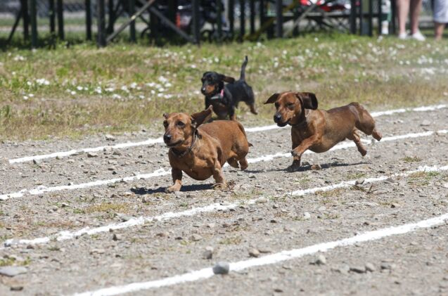 beenie von weenie crowned fastest wiener dog in the west, Photo credit Gregory Johnston Shutterstock com