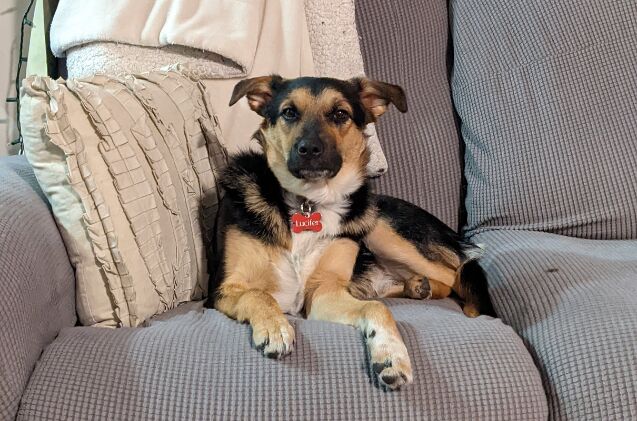 Otis Fi Smart Dog Collar