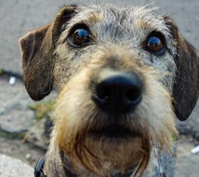 A Tiny Daschund-Like Pooch Was a Beloved Pet to the Ancient Romans