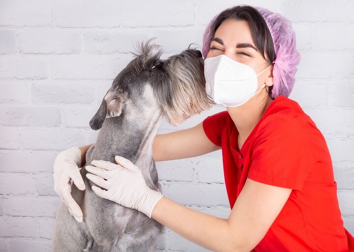 12 year old senior dog receives a human pacemaker that saved her life, Bestkadr Shutterstock