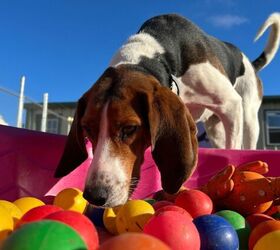 Canine Enrichment Isn't Just Food Puzzles (Examples of Non Food Based  Enrichment Inside!)