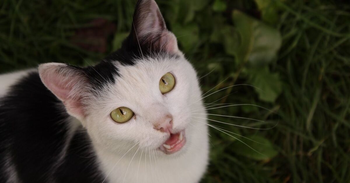 Can Cats Get Separation Anxiety Like Dogs PetGuide can-cats-get-separation-anxiety-like-dogs-petguide