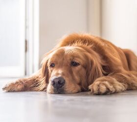 can stress cause health issues in dogs, Chendongshan Shutterstock