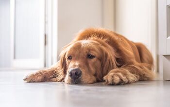 Can Stress Cause Health Issues in Dogs?