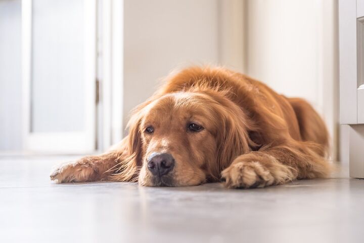 can stress cause health issues in dogs, Chendongshan Shutterstock