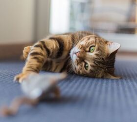 how to get your cat to play, RAW films Shutterstock