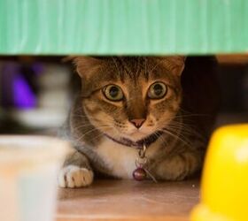 how to help a shy cat, URAIWONS Shutterstock