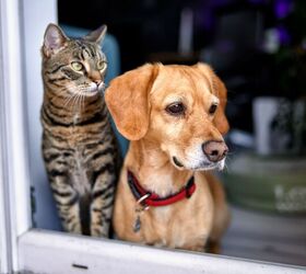 How to Keep an Eye on Your Pets When You Aren’t Home
