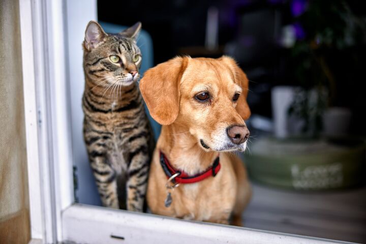 how to keep an eye on your pets when you arent home, Zivica Kerkez Shutterstock
