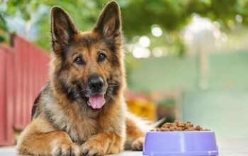 How Can You Prevent Bloat in Dogs?