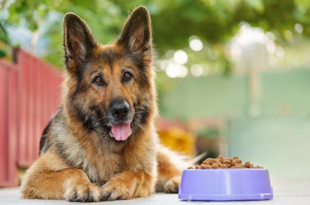 How Can You Prevent Bloat in Dogs?