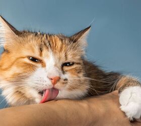 why does my cat lick me, sophiecat Shutterstock
