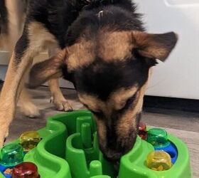 Food Puzzle Toys (Mini Green Slow Dog Feeder and Nina Ottosson Mix Max  Treat Puzzle review) - Tenacious Little Terrier