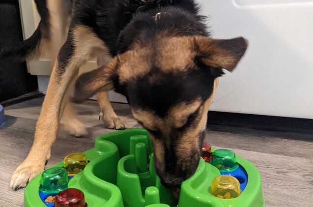 Our boy Lucifer eating his meal in a food puzzle dish