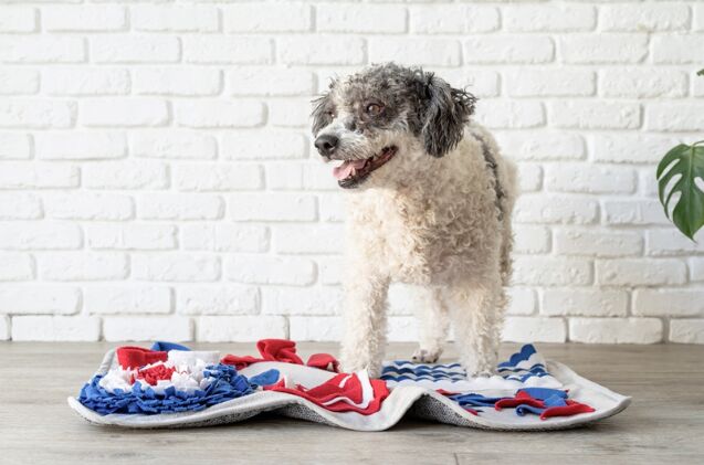 What Are the Benefits of Snuffle Mats for Dogs?