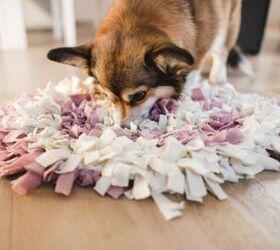 Snuffle Mat Guide: Benefits, Where to Find Them, and Some Tips and Tricks