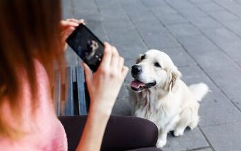 In 2023, Which Pets Are Ruling Social Media?