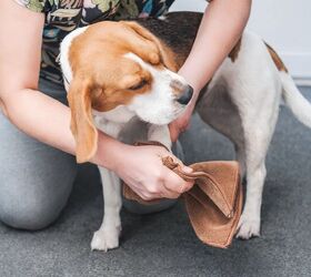 do you need to clean your dog s paws after walks, algae Shutterstock
