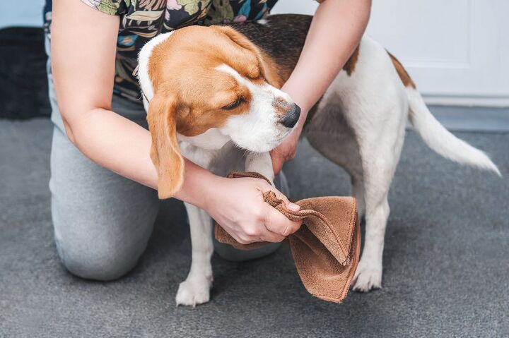 do you need to clean your dog s paws after walks, algae Shutterstock