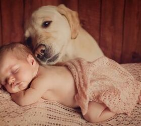 how do i prepare my dog for a new baby arrival, Alina Shirova Shutterstock