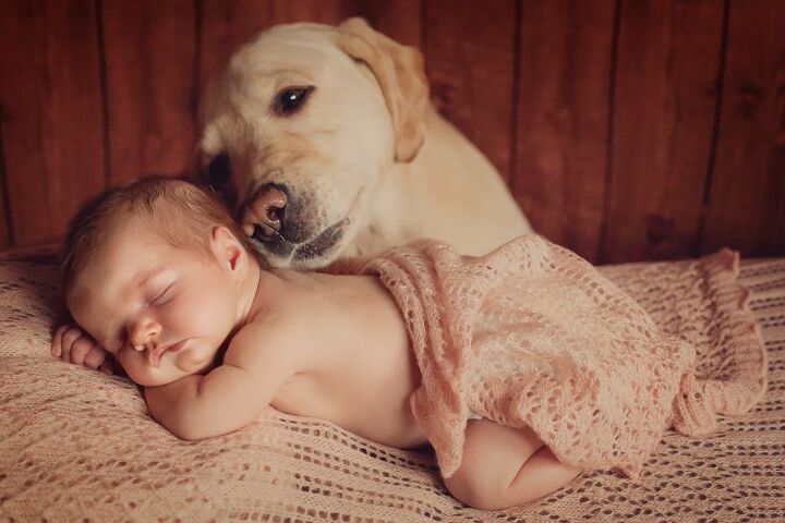 how do i prepare my dog for a new baby arrival, Alina Shirova Shutterstock