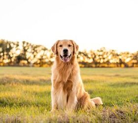 close to 500 golden retrievers meet in scotland to celebrate the breed, Tanya Consaul Photography Shutterstock