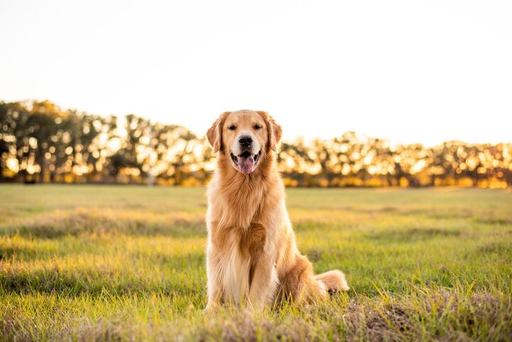 close to 500 golden retrievers meet in scotland to celebrate the breed, Tanya Consaul Photography Shutterstock