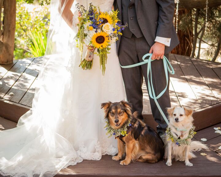 more couples want to include pets in their weddings, LOA Studios Shutterstock