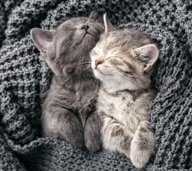 Kitten Cuddlers Needed – Dream Job for Feline Lovers