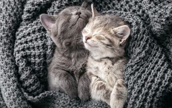 Kitten Cuddlers Needed – Dream Job for Feline Lovers