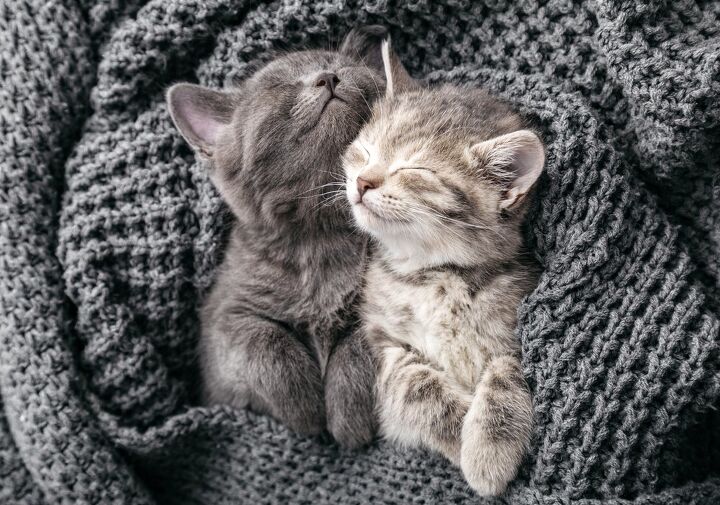 kitten cuddlers needed dream job for feline lovers, beton studio Shutterstock