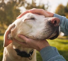 petting other peoples dogs even briefly can reduce stress, Jaromir Chalabala Shutterstock