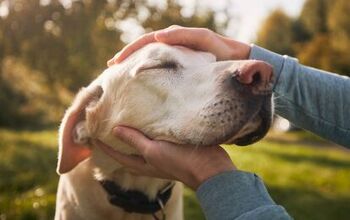 Petting Other People’s Dogs, Even Briefly, Can Reduce Stress