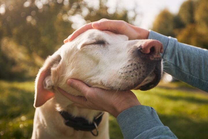 petting other peoples dogs even briefly can reduce stress, Jaromir Chalabala Shutterstock