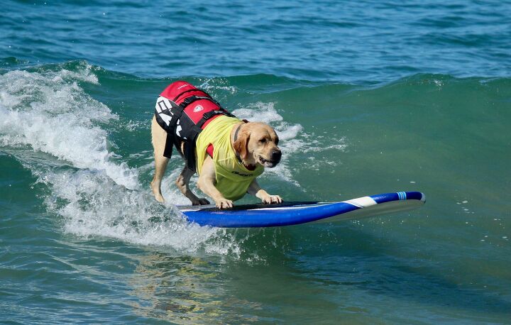 canine surfers catch waves at world surfing championships, KK Stock Shutterstock