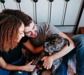 family reunited with a dog after 3 years thanks to a microchip, eva blanco Shutterstock