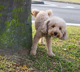 how can i prevent my male dog from marking territory with urine, ThamKC Shutterstock