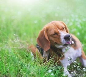 can dogs be allergic to pollen, kobkik Shutterstock
