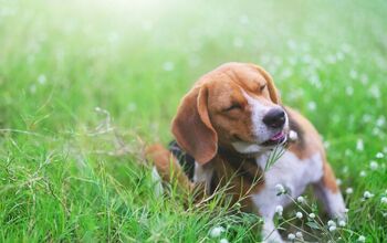 Can Dogs Be Allergic to Pollen?
