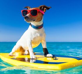 four legged surfers hit the waves at world dog surfing championship, Javier Brosch Shutterstock