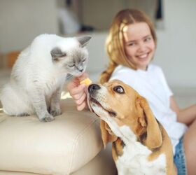 Survey Reveals the Most Common Pet-Related Myths Pet Parents Believe