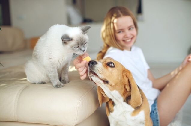 Survey Reveals the Most Common Pet-Related Myths Pet Parents Believe