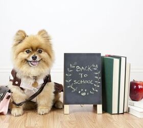 how back to school can affect your pets, Sarah Lew Shutterstock
