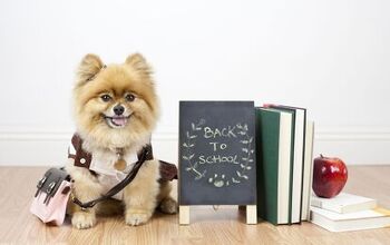 How Back-to-School Can Affect Your Pets